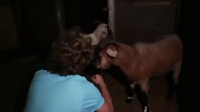 Loser Sleeps In The Barn!
