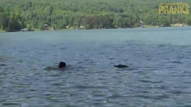 Remote Controlled Alligator - Just For Laughs