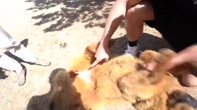 I bought the World's Biggest Puppy