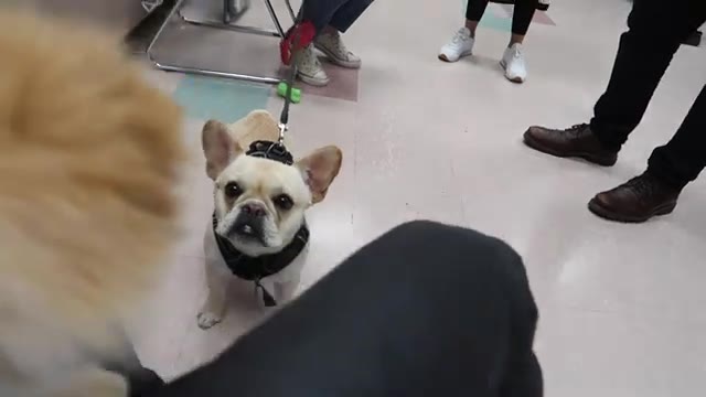 THIS LADY TRIED TO TAKE MY DOG!